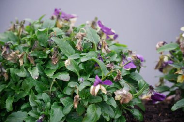 Sisli havalarda köprüde karşı beton saksı