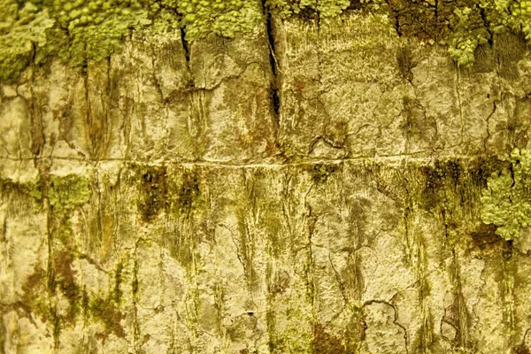 Orange Palm tree bark texture Fundo de madeira para web site e dispositivos móveis — Fotografia de Stock