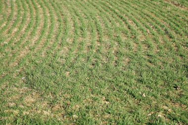 Bahar zamanı, tasarım detay alanındaki yeşil çim dokusu