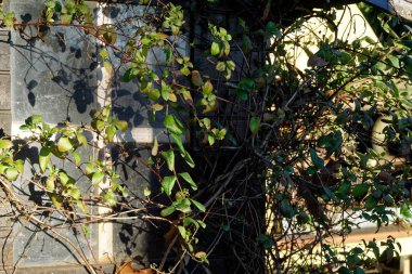 Eski ıssız ahır arka bahçesinde üzerinde şirin küçük ev kirli vintage penceresiyle