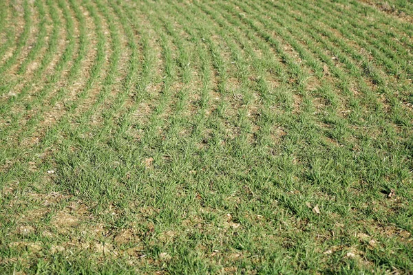 Textura de grama verde de um campo na primavera, detalhe do projeto — Fotografia de Stock