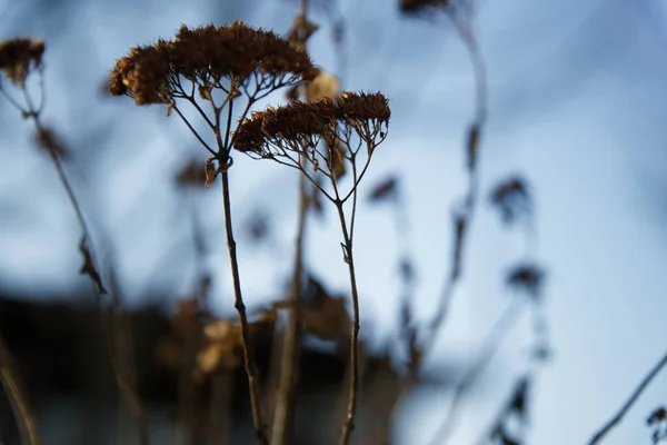 Flores secas de Ammi en el jardín en temporada de invierno enfoque selectivo —  Fotos de Stock