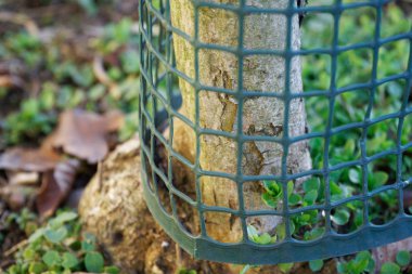 Örgü çelik örgü veya ağ ile sarılmış ahşap bir gövde