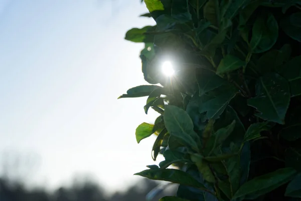 Sunlight in bush trunk, nature green wood sun light backgrounds — Stock Photo, Image