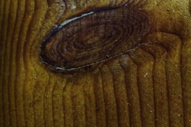 Sarımsı kahverengi bağlantı noktası yakın çekim doku kabuk ahşap kullanmak doğal arka plan olarak, ahşap yüzey