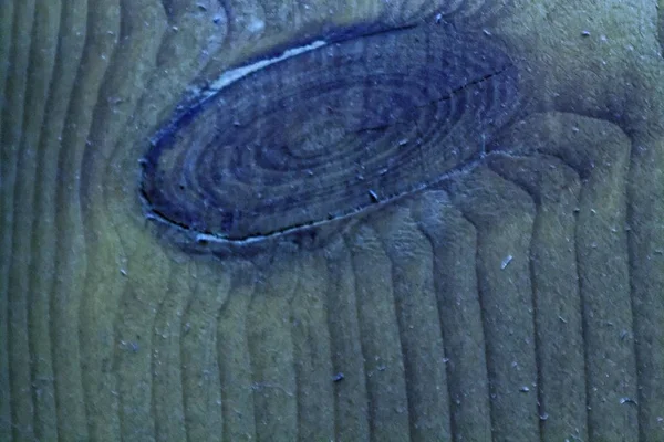 Navy Peony close-up texture of bark wood use as natural background, wooden surface — Stock Photo, Image