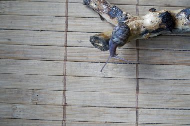 Salyangoz oturan küçük ağaç gövdesi, ahşap bambu zemin, yakın çekim hayvan arka plan