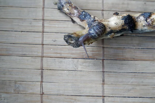 小さな木の幹、木竹背景クローズ アップ動物背景の上に座ってカタツムリ — ストック写真
