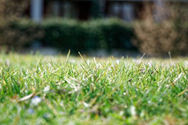 Bahar mevsimi, ot arka plan, kapak tasarımı için taze yeşil çim