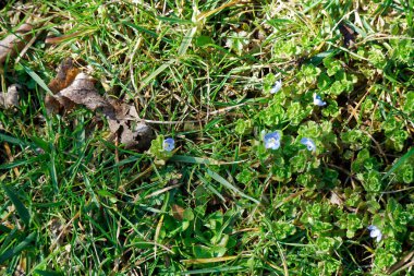 Bahar mevsimi, ot arka plan, kapak tasarımı için taze yeşil çim