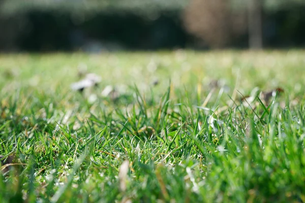 Grama verde fresca na temporada de primavera, fundo de ervas, capa para design — Fotografia de Stock