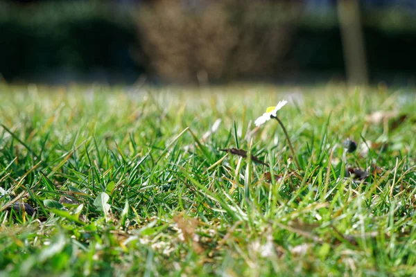 Grama verde fresca na temporada de primavera, fundo de ervas, capa para design — Fotografia de Stock