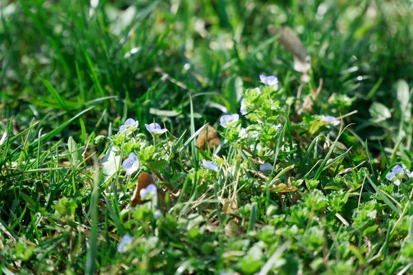 Grama verde fresca na temporada de primavera, fundo de ervas, capa para design — Fotografia de Stock