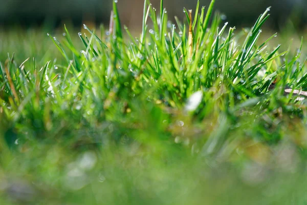 Frisches Grünes Gras Frühling Kräuterhintergrund Deckel Für Design — Stockfoto