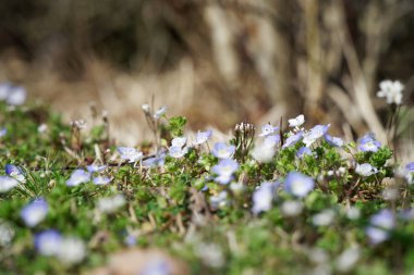 Çim yakın çekim yeşil çim, Mevsimlik arka plan, taze doku