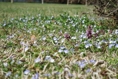 Çim yakın çekim yeşil çim, Mevsimlik arka plan, taze doku