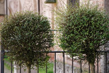 Saksıyı daha önce çelik zincir çit ile çalı