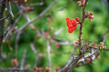 Güzel küçük kırmızı çiçek çiçek bahçesinde kış sezonu, İtalya dağın zirvesinde. Kış sezonu boyunca ziyaret etmek güzel bulunan meşhur mekanlar