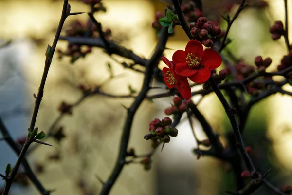 Flor vermelha pequena bonita no jardim no alto da montanha na estação do inverno, Itália Lugar famoso bonito a visitar durante o inverno — Fotografia de Stock