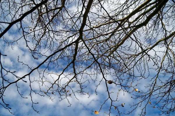 Trees trunk against the blue sky and clouds in sunny spring day, nature background — Stock Photo, Image