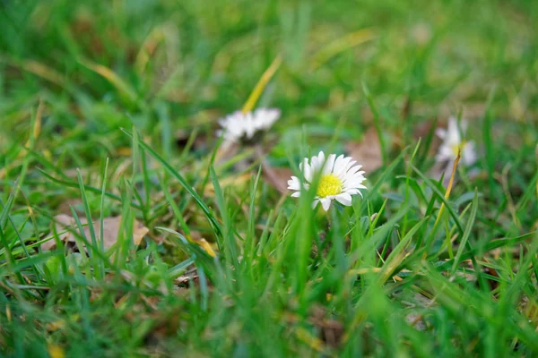 緑の芝生、blured 背景、新鮮なテクスチャで草のクローズ アップ — ストック写真