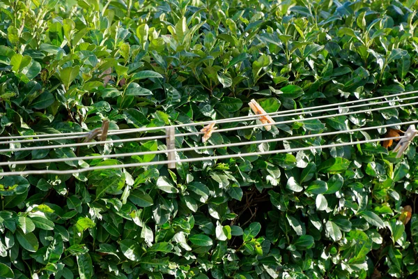 Clothesline with clothespins in garden in sunny day, fresh clean background — Stock Photo, Image