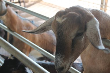 Bacakları ve başlarının üzerinden kalemini kapısı ile keçi.