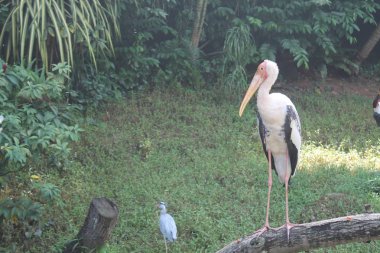 Boyalı leylek yeşil su birikintisi içinde. Boyalı leylek (Mycteria leucocephala) büyük wader leylek ailesi var. Sri Lanka.