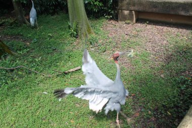 Boyalı leylek yeşil su birikintisi içinde. Boyalı leylek (Mycteria leucocephala) büyük wader leylek ailesi var. Sri Lanka.