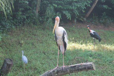 Boyalı leylek yeşil su birikintisi içinde. Boyalı leylek (Mycteria leucocephala) büyük wader leylek ailesi var. Sri Lanka.