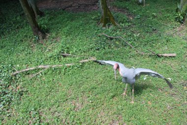 Boyalı leylek yeşil su birikintisi içinde. Boyalı leylek (Mycteria leucocephala) büyük wader leylek ailesi var. Sri Lanka.