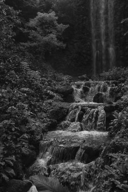 Singapur Ulusal parkta güzel şelaleler. Hayvanat Bahçesi