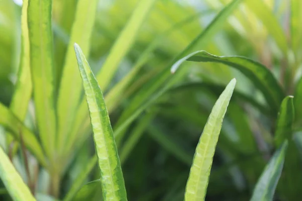 Imagen desenfocada y borrosa para fondo de arbusto verde — Foto de Stock