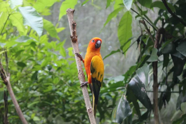 Colorido loro amarillo, Sun Conure (Aratinga solstitialis), de pie sobre la rama, perfil del pecho. Pájaro de fondo — Foto de Stock