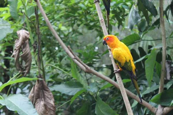 Colorido loro amarillo, Sun Conure (Aratinga solstitialis), de pie sobre la rama, perfil del pecho. Pájaro de fondo — Foto de Stock