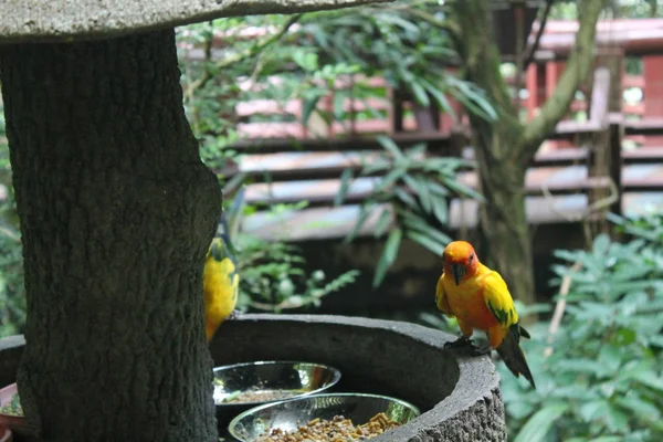 Colorido loro amarillo, Sun Conure (Aratinga solstitialis), de pie sobre la rama, perfil del pecho. Pájaro de fondo — Foto de Stock