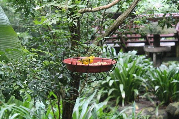 Brazillian saffraan Finch (Sicalis flaveola) gespot buiten in het wild. Achtergrond van de vogel — Stockfoto
