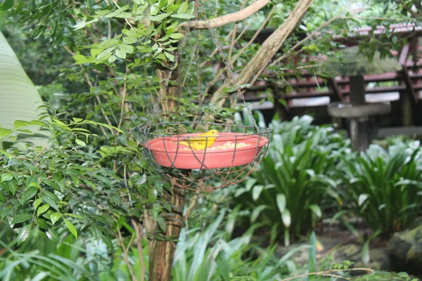 Brazillian saffraan Finch (Sicalis flaveola) gespot buiten in het wild. Achtergrond van de vogel — Stockfoto