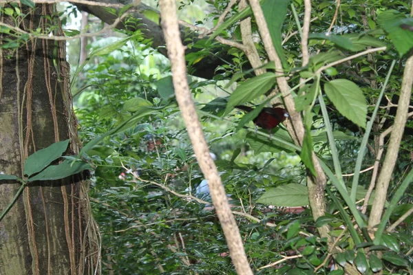 Dal yağmurda kırmızımsı renkli gümüş burunlu Tanager, Ramphocelus carbo, Güney Amerika songbird, tünemiş, Ekvador yağmur waterdrops üzerinde tüy, ıslak karşı çıkar. Ekvator, vahşi Sumaco. — Stok fotoğraf
