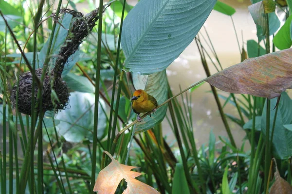 Pájaro tejedor amarillo. Visto y filmado en un safari de auto-conducción por los parques nacionales de Singapur, Asia . —  Fotos de Stock