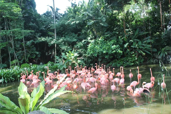 Karibi flamingó állandó tükörképe a vízben. Szingapúr. Kiváló illusztráció. — Stock Fotó