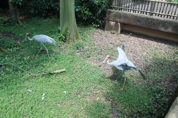 Cicogna dipinta in laghetto verde. La cicogna dipinta (Mycteria leucocephala) è un grande trampoliere della famiglia delle cicogne. Sri Lanka . — Foto Stock