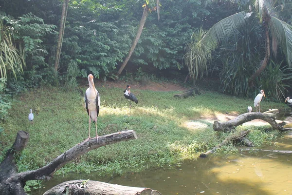 Hindu gólya zöld víz-tóban. A hindu gólya (fajok) egy nagy wader családjába. Srí Lanka. — Stock Fotó