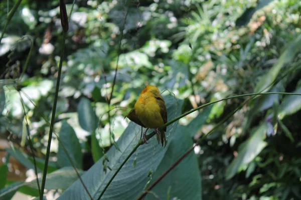Pássaro tecelão amarelo. Visto e filmado em um passeio de safári por parques nacionais em Cingapura, Ásia . — Fotografia de Stock