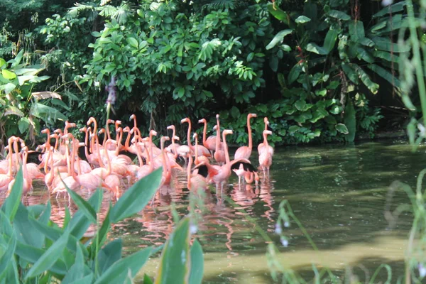 Flamingo caribenho em pé na água com reflexão. Singapura. Uma excelente ilustração . — Fotografia de Stock