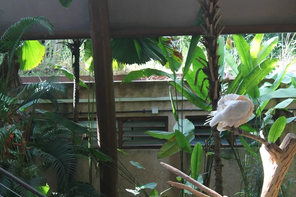 Mayor Mitchell Cacatúa. Fondo de loro rosa — Foto de Stock