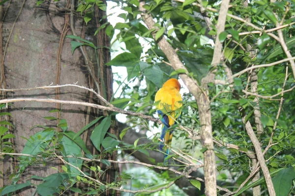 Colorido loro amarillo, Sun Conure (Aratinga solstitialis), de pie sobre la rama, perfil del pecho —  Fotos de Stock