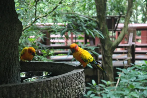 Colorido loro amarillo, Sun Conure (Aratinga solstitialis), de pie sobre la rama, perfil del pecho. Pájaro de fondo —  Fotos de Stock