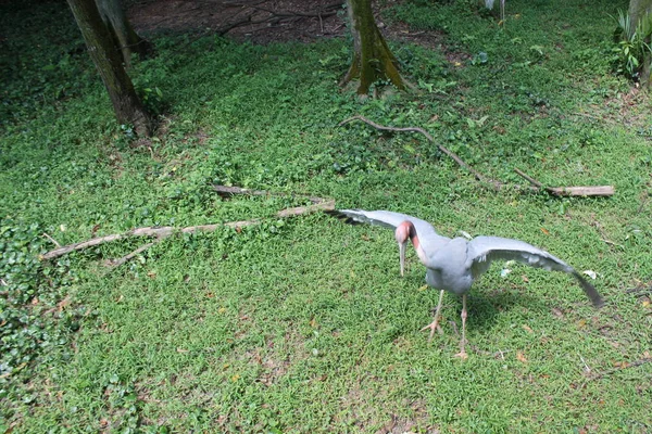 Boyalı leylek yeşil su birikintisi içinde. Boyalı leylek (Mycteria leucocephala) büyük wader leylek ailesi var. Sri Lanka. — Stok fotoğraf