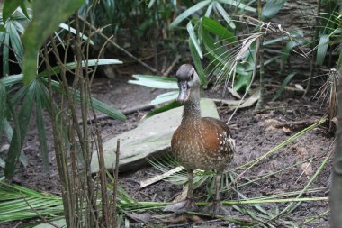 Güzel ördek suda yüzüyor yakın çekim